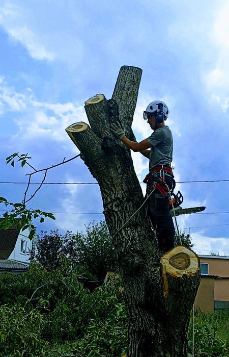 Обрізка, видалення, чистка дерев