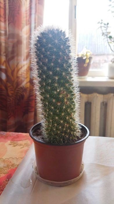 Кактус цвіте рожевими квітами