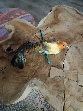 Papuga Dekoracja