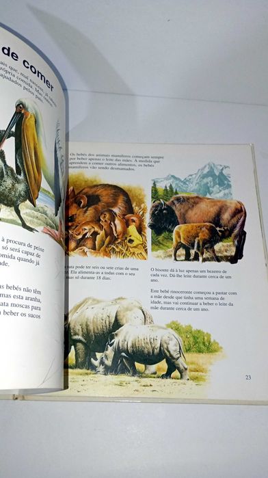 Tudo sobre os Animais bebés