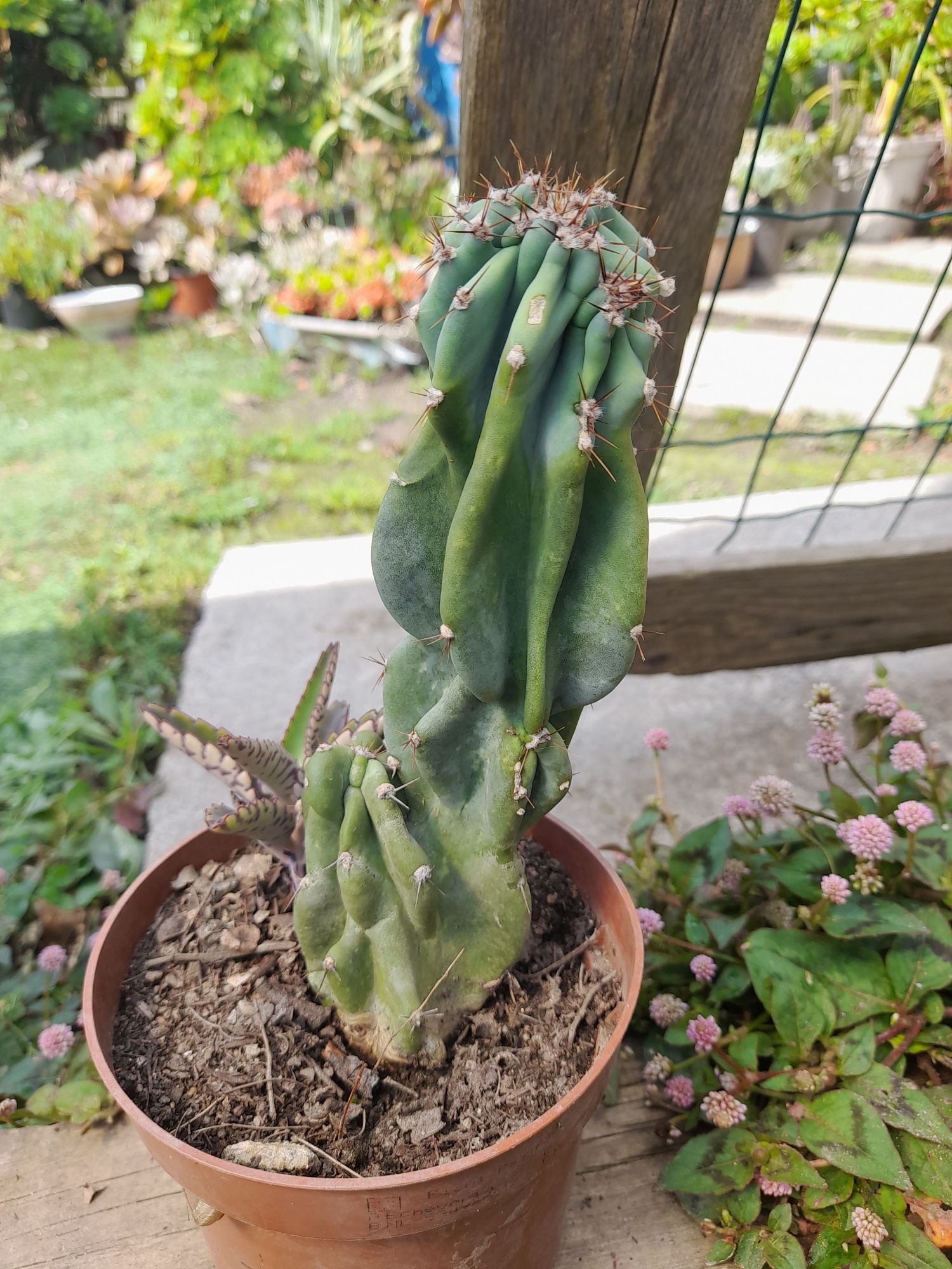 Catos e suculentas