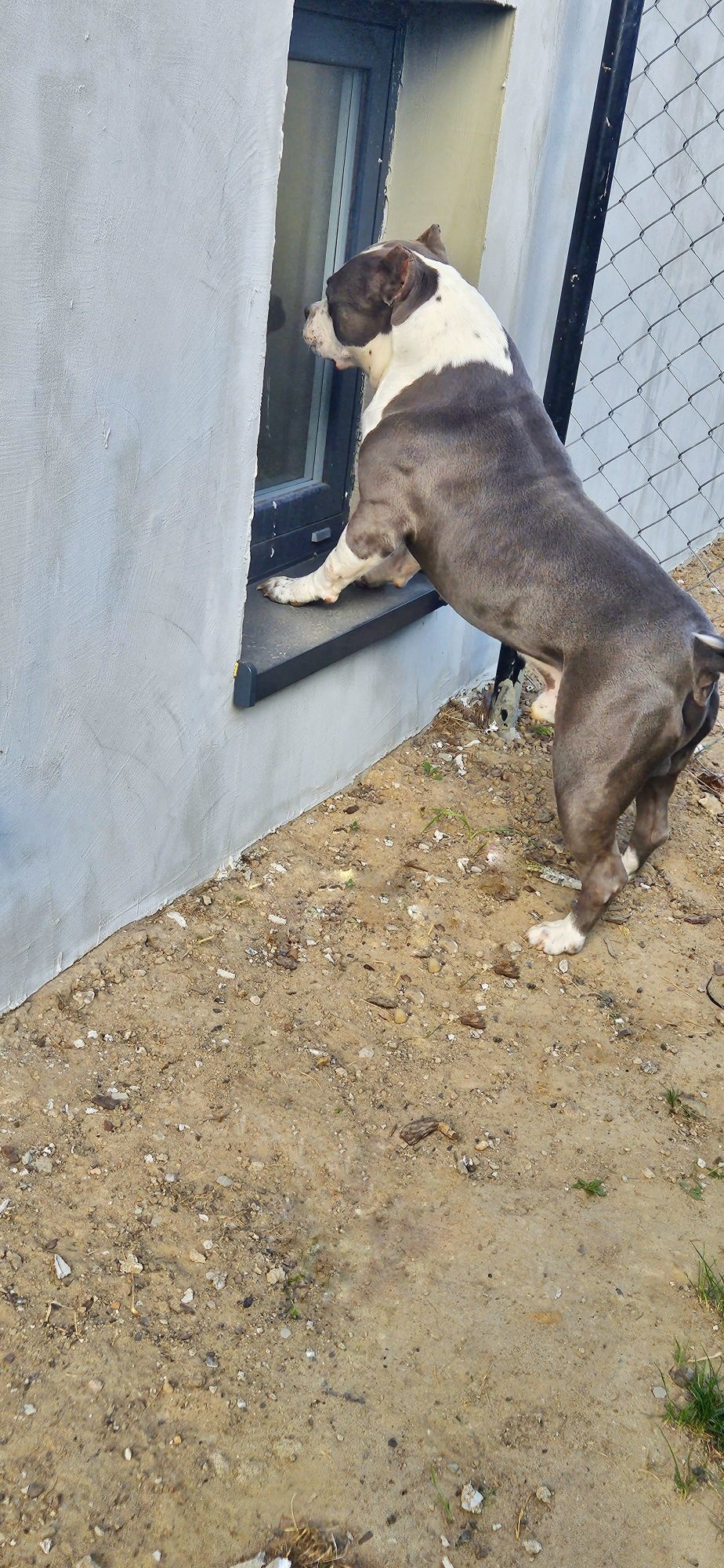 Potężny pies Amstaff Rep