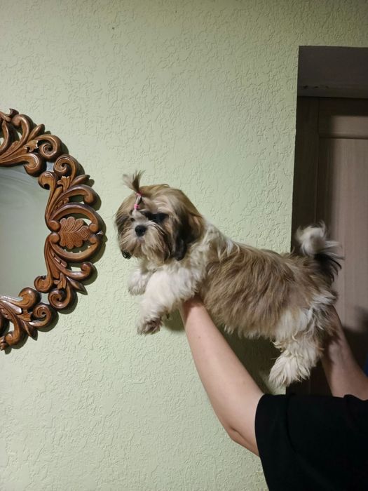 Дівчинка шит-цу  4 міс.