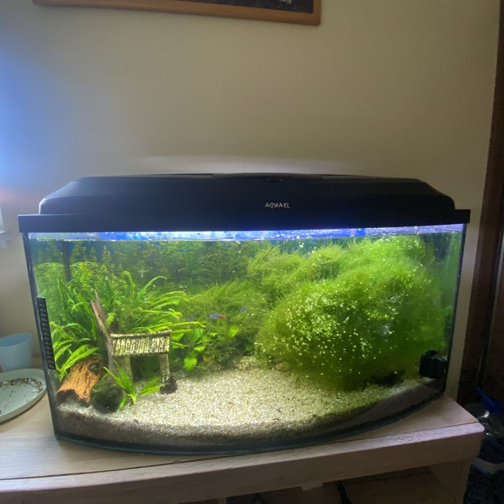 Sprzedam akwarium 100L caly osprzet wraz z rybkami i krewetkami