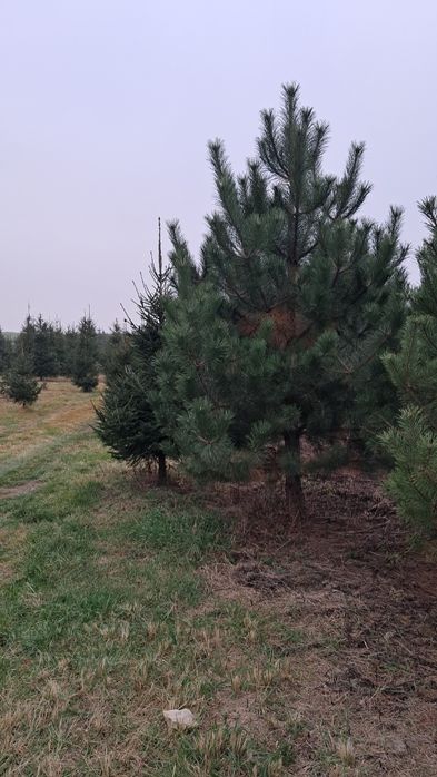 Choinki Bożonarodzeniowe - przyjdz sam wybierz