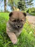 Ruda suczka chow chow