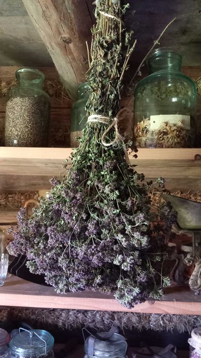 Oregano suszone pęczek