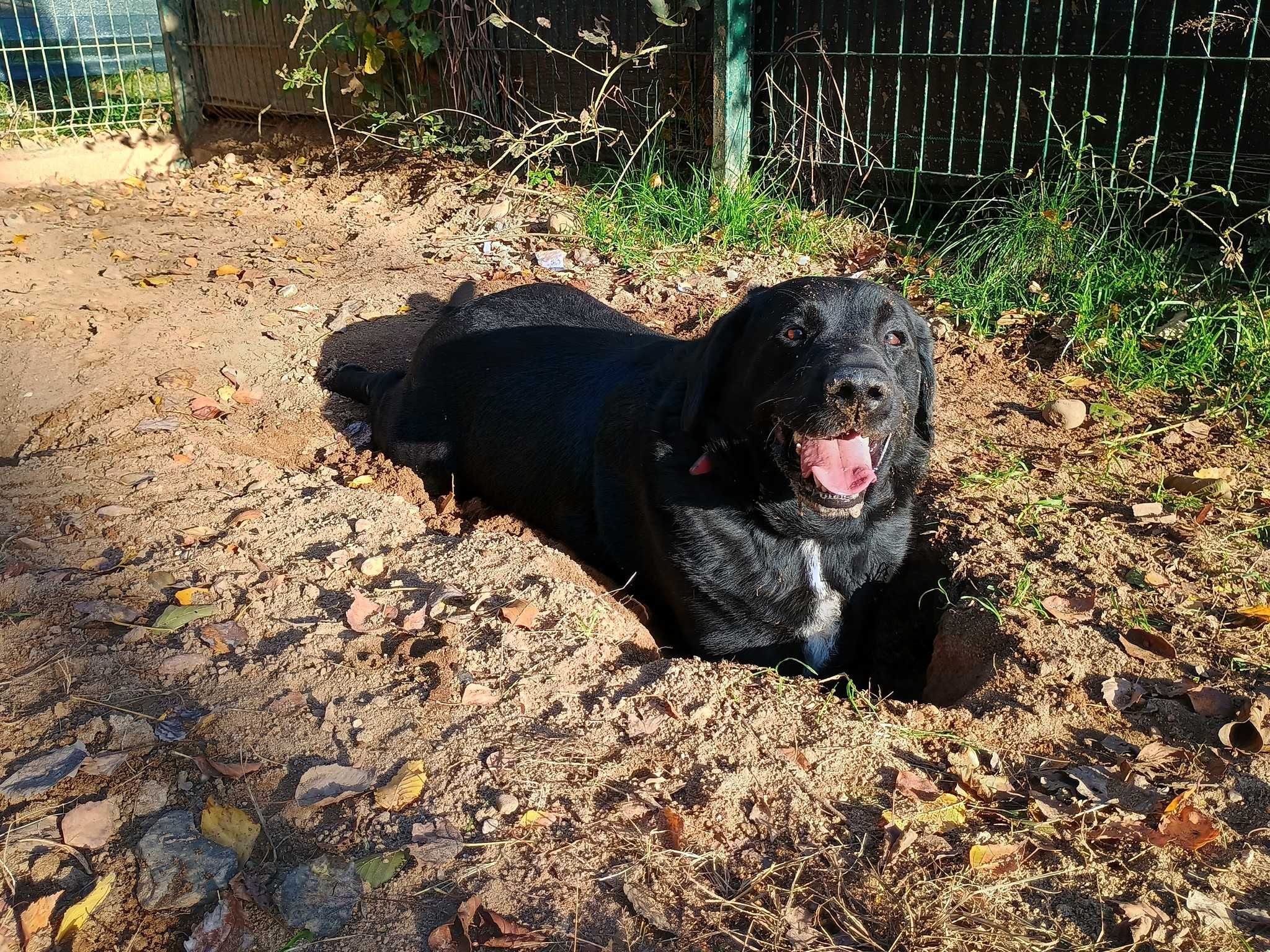 Meksyk w typie labrador retrievera - schronisko