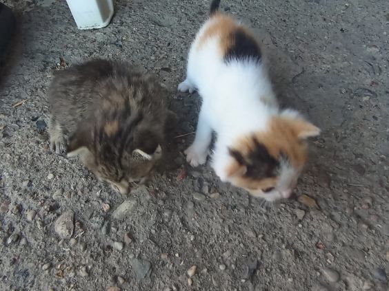 Do wydania dwa kotki
