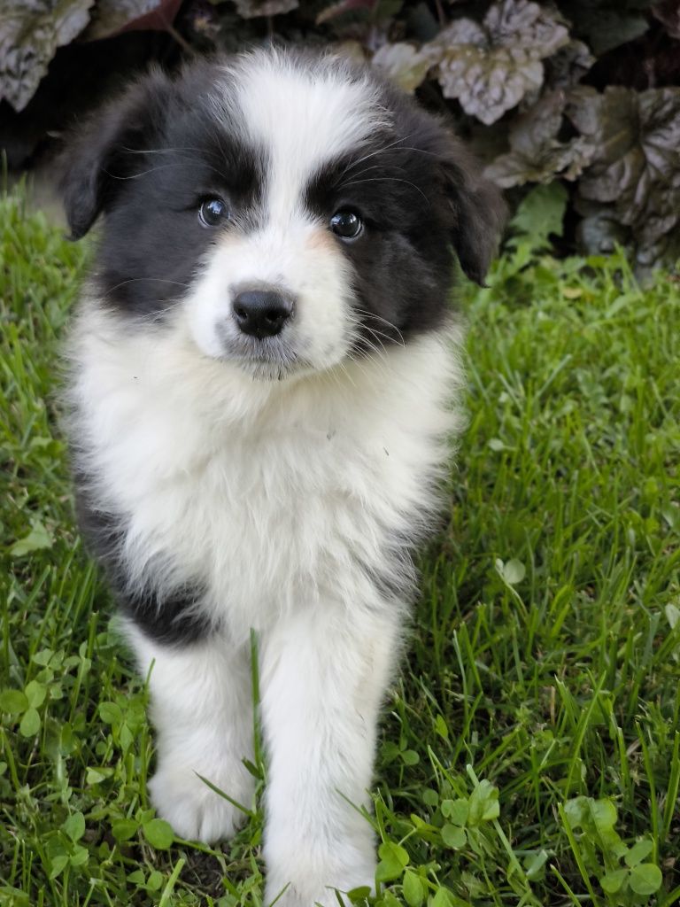 Border collie ZKWP FCI suczka