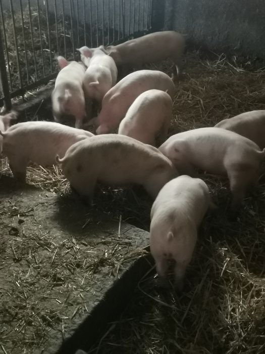 Prosiaki 10 szt.