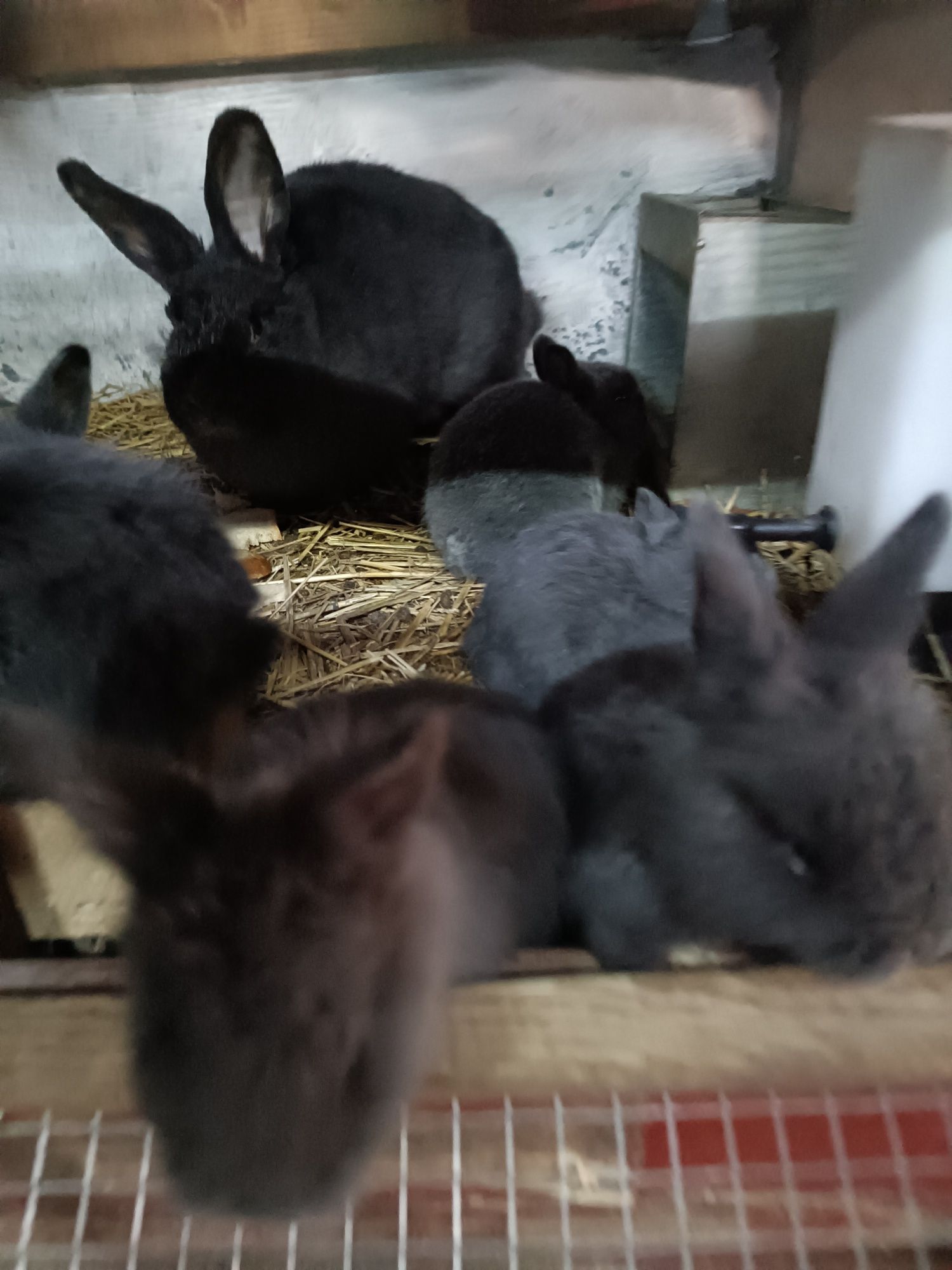 Młode króliki na sprzedaż