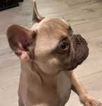 Buldog Francuski