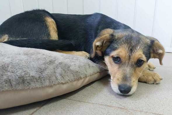 Szczeniaczek słodka Malinka szuka domku