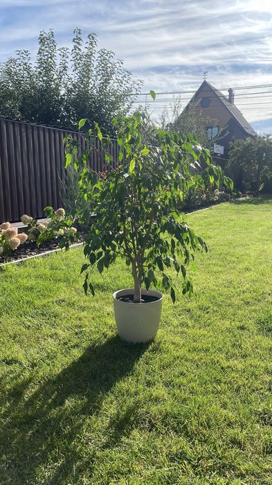 Фікус Бенджаміна, кімнатні рослини