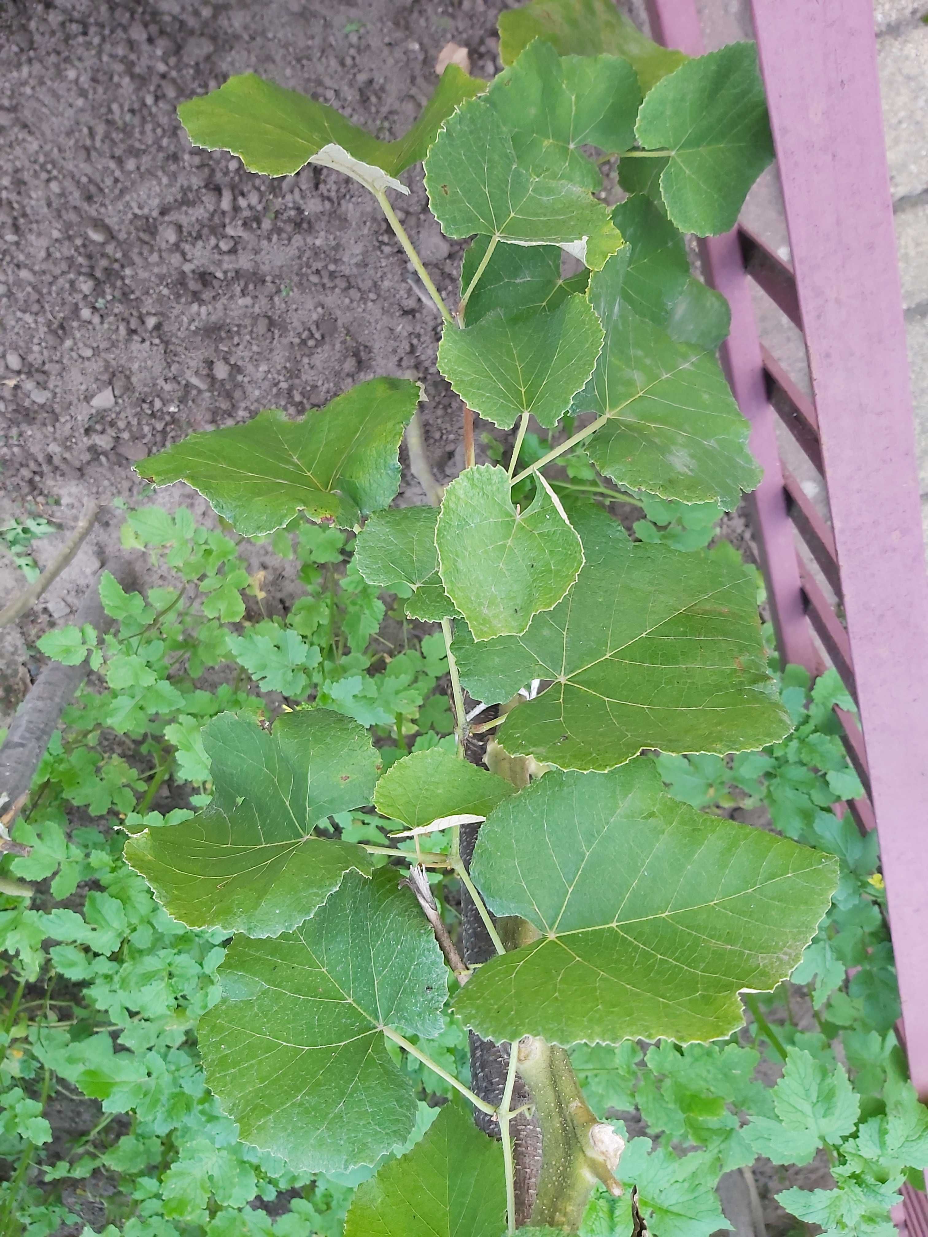 Sadzonki winogrona 65 cm czarne różowe grube