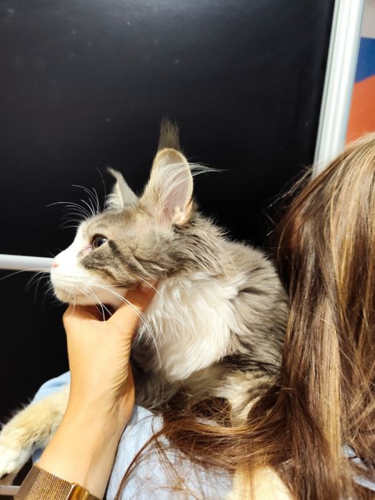 Kocur Nugat Maine coon FPL