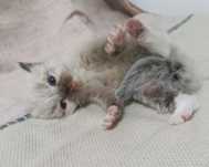 Kocurek FPL seal mitted do rezerwacji:)