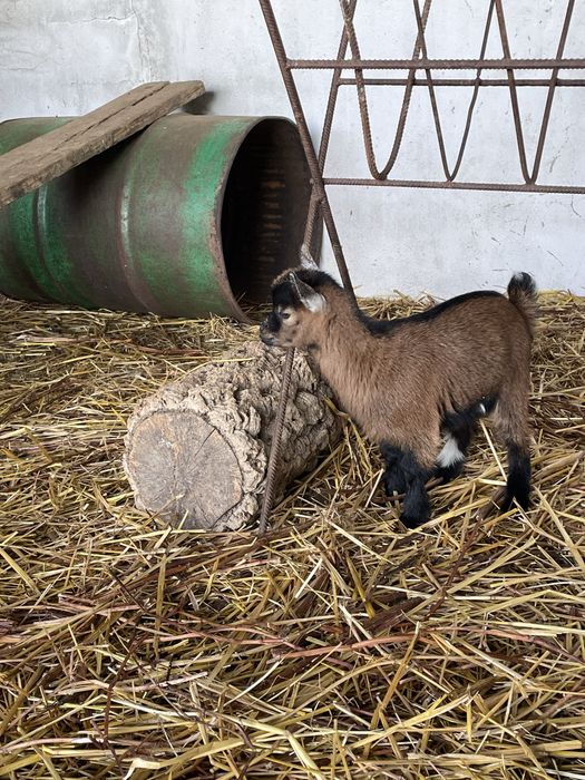Casal de cabras anas