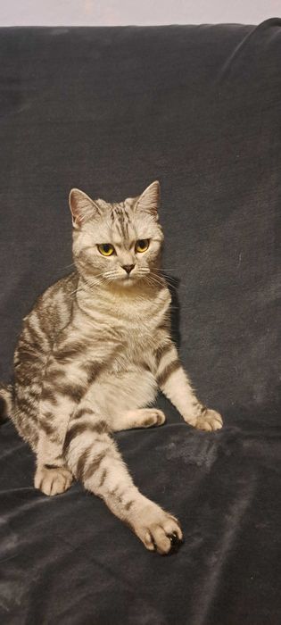 Шотланська кішка з клубними документами мрамор чорний на серебрі