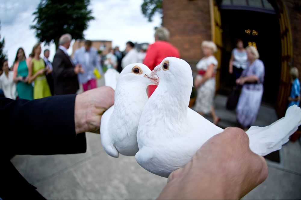 Białe gołębie weselne ślub