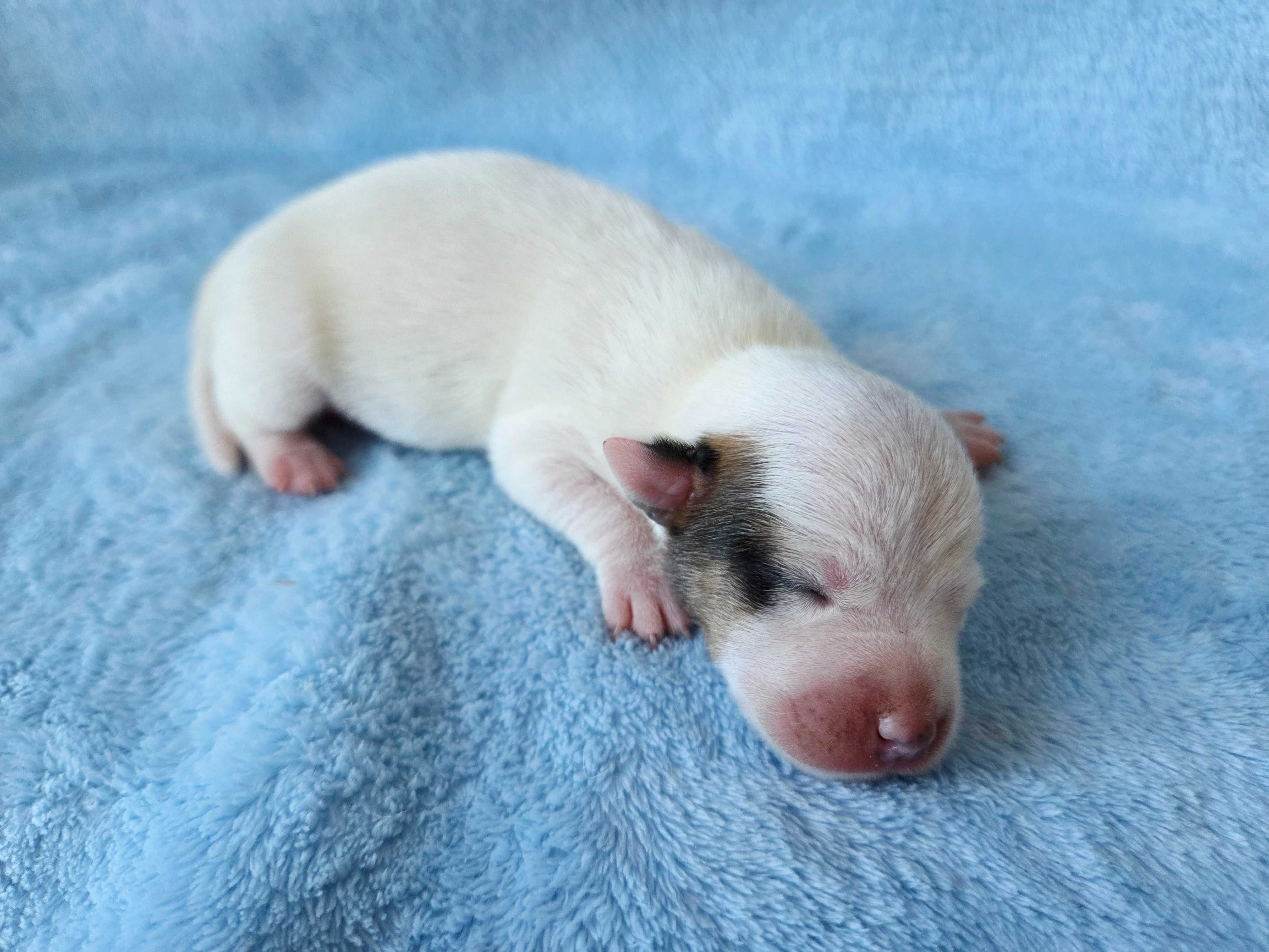 Jack Russell Terrier piesek gładkowłosy 4