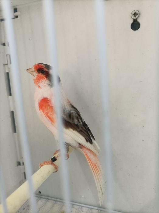 Canários Arlequim Português