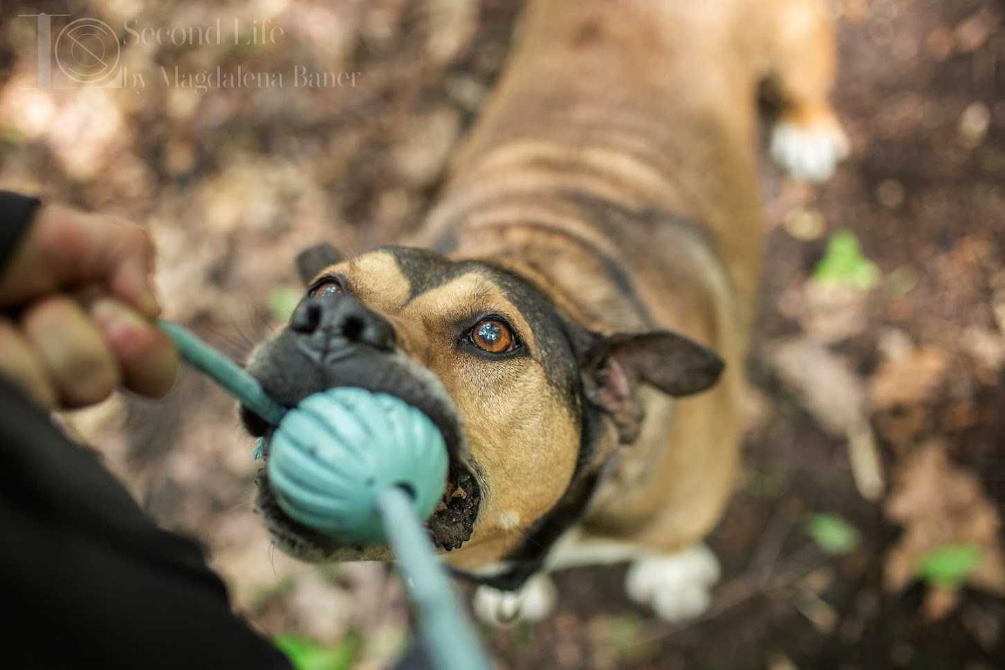 Mix amstaff Myszek szuka domu!