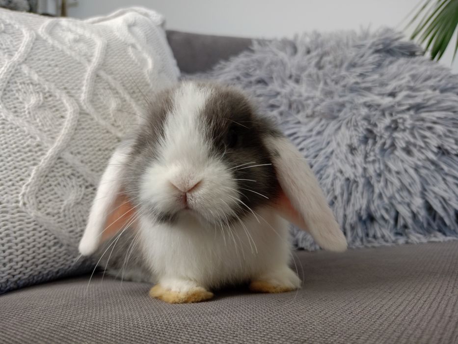 Królik miniaturka mini lop minilop