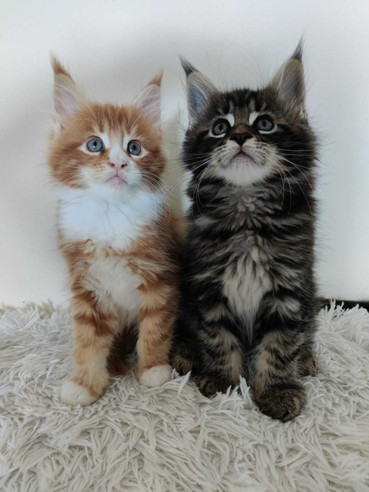 Maine Coon /FPL / kocurek