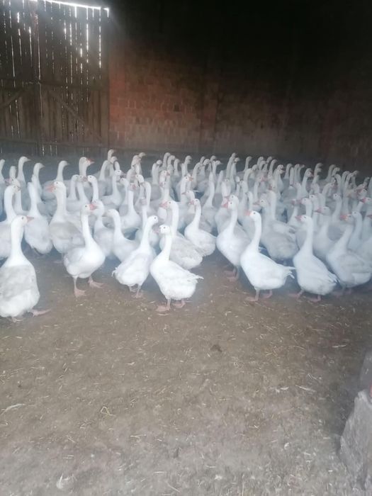 Sprzedam gęsi 16 tyg.