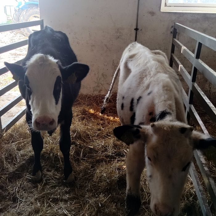 Sprzedam byczki i jałówki.