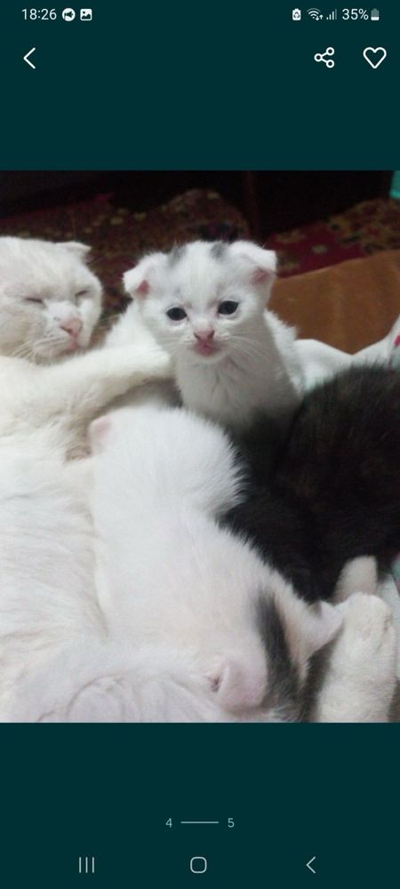 Шотландські кошенята