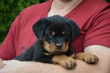 Rottweiler szczeniak samiec rezerwacja