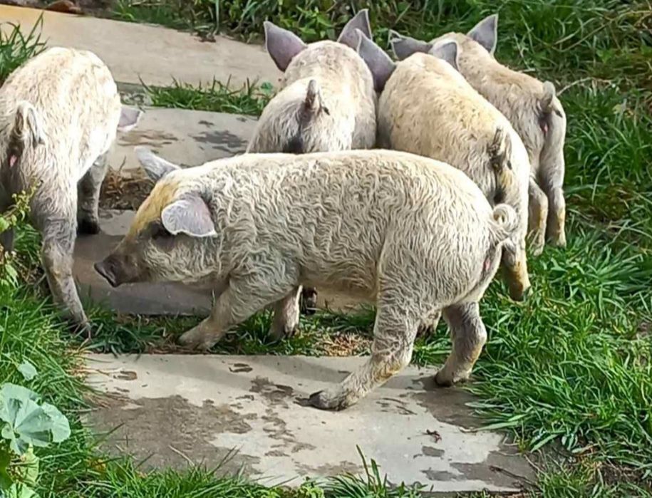 Мангалиця поросята продам