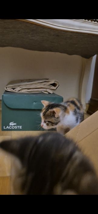Kocięta do adopcji