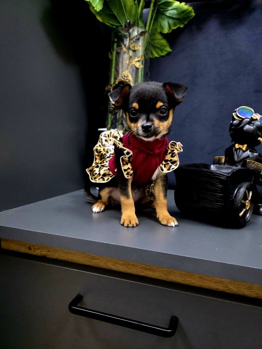 Ratlerek pinczerek miniaturowy 2xszczepienia wyprawka I legowisko