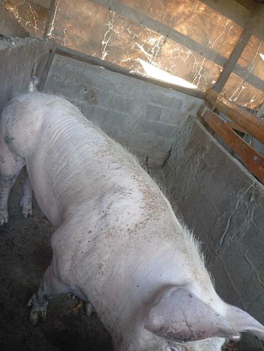Exelente porca pietrain