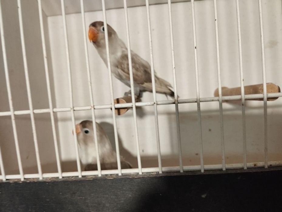 Nierozłączki czerwonoczelne 2025 r