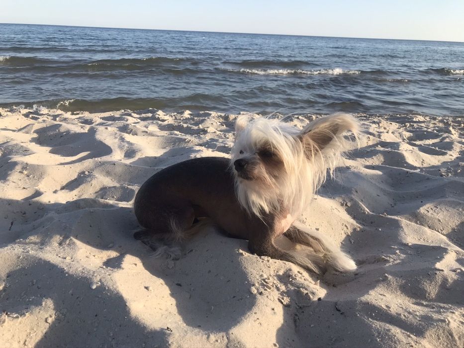 Голий кітайський пацан шукає собі невєху