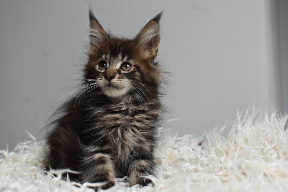 Kotka Maine Coon/Rodowód FPL