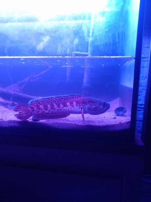 Channa aurantimaculata