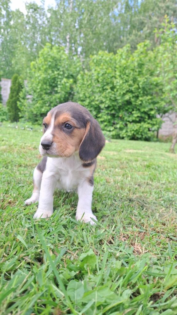 Beagle z Rodowodem do odbioru