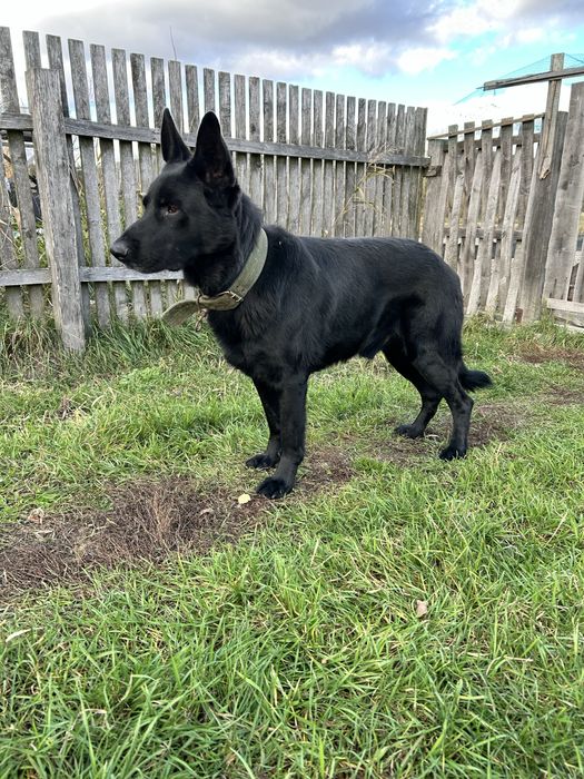 Цуценята породи німецької вівчарки