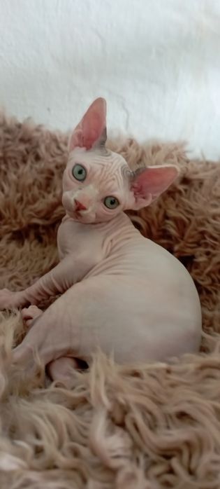 Котенок канадский сфинкс