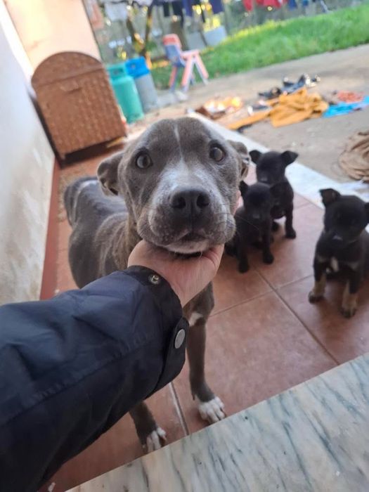 Adocao 2 filhotes de pitbull femeas