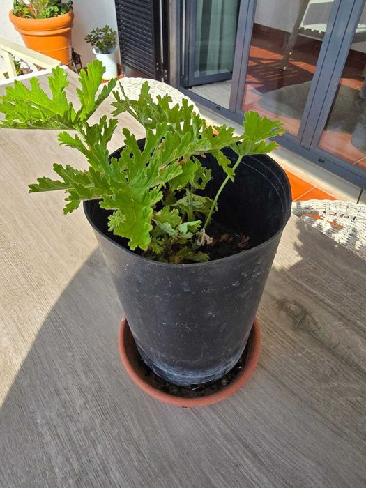 Plantas: Citronela, Catos, Aloe Vera, Sardinheiras