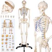 Скелет объемный анатомический 181 см 400502 Германия В НАЛИЧИ