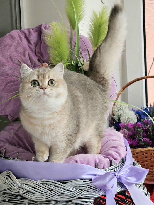 Золотая британская шиншилла кошечка кошка голубая блакитна дівчинка