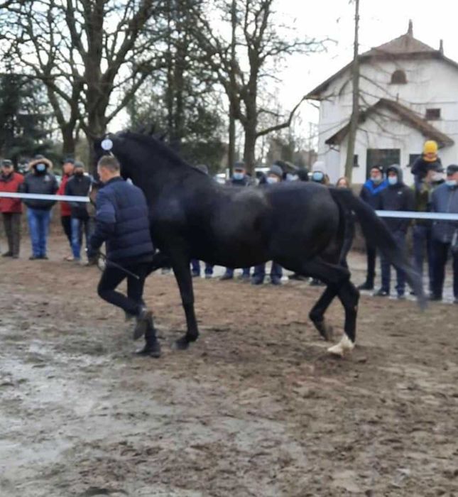 Ogier Awans młp 83pkt